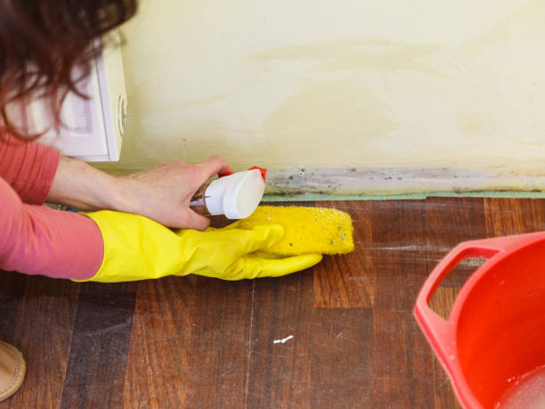 Best Attic Mold Removal  in Orlando, FL